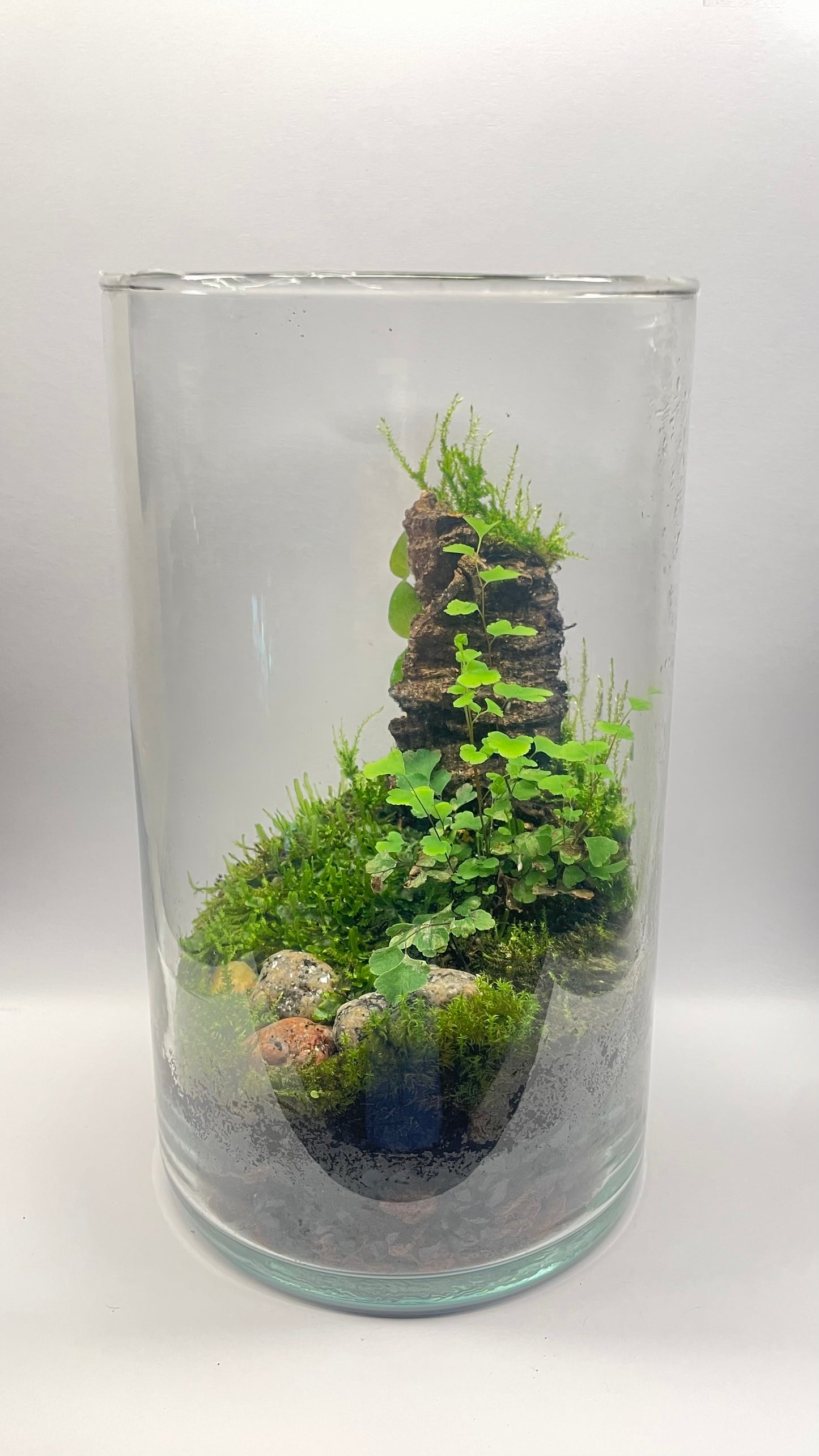 BIOSPHÈRE BIOACTIVE "BRUME VERTE" 12 x 20 cm - NATUR'D