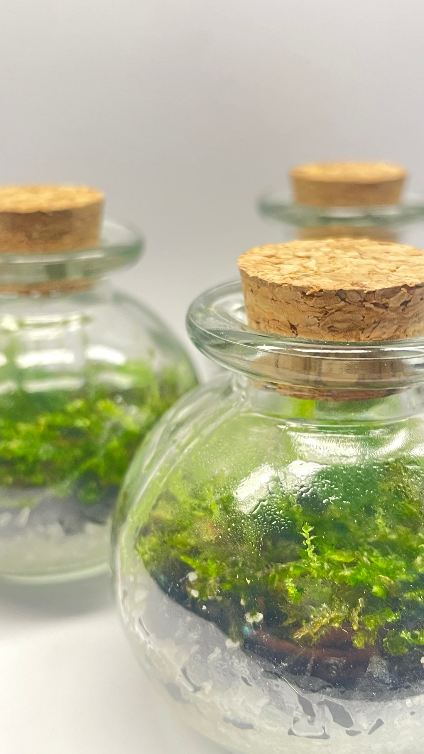 MINI BIOSPHÈRE POTION - 6 x 7cm - NATUR'D