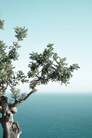 AFFICHE 30x40cm - SEASIDE OAK - DAVID&DAVID