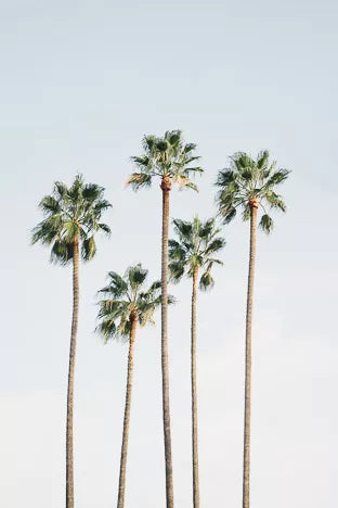 AFFICHE 30x40cm - REGAL PALM TREES - DAVID&DAVID