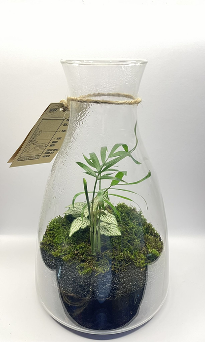 BIOSPHERE BIOACTIVE "FITTONIA BLANCHE" MODELE 14 x 22,5cm