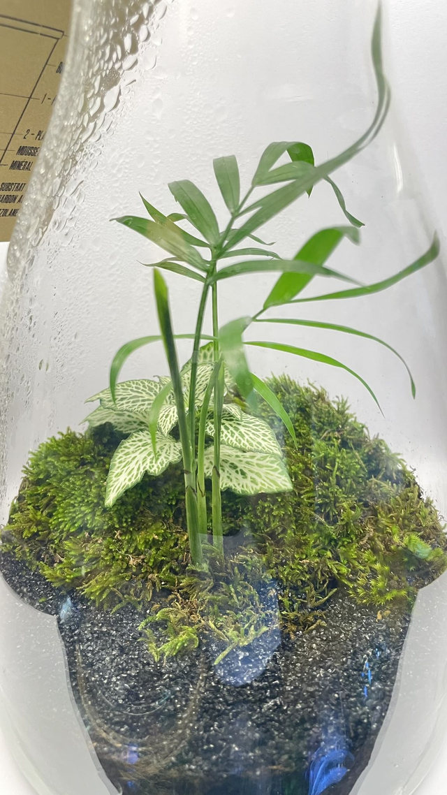 BIOSPHERE BIOACTIVE "FITTONIA BLANCHE" MODELE 14 x 22,5cm