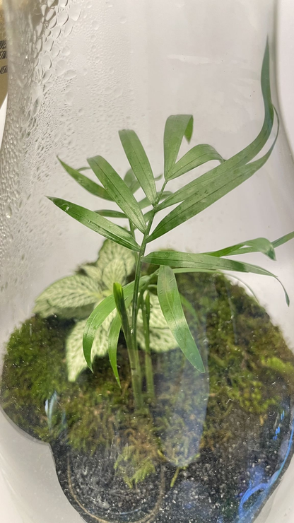 BIOSPHERE BIOACTIVE "FITTONIA BLANCHE" MODELE 14 x 22,5cm