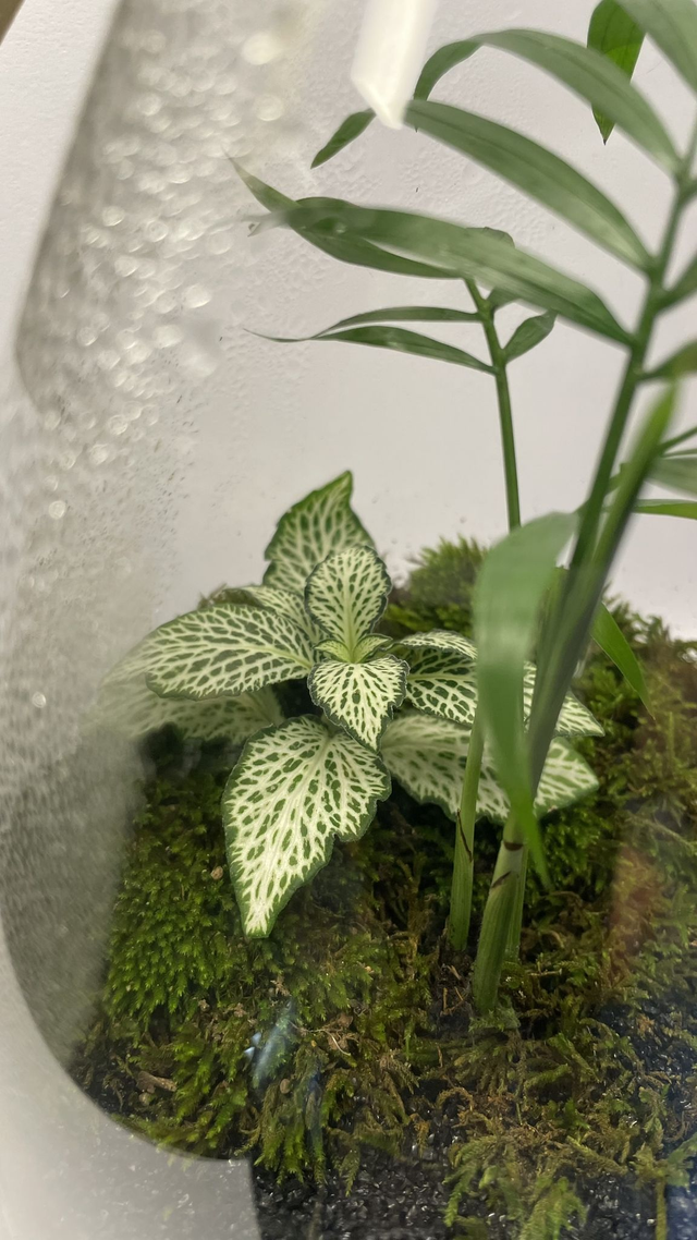 BIOSPHERE BIOACTIVE "FITTONIA BLANCHE" MODELE 14 x 22,5cm