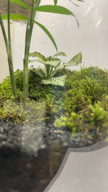 BIOSPHERE BIOACTIVE "FITTONIA BLANCHE" MODELE 14 x 22,5cm