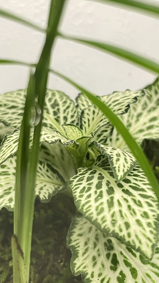 BIOSPHERE BIOACTIVE "FITTONIA BLANCHE" MODELE 14 x 22,5cm