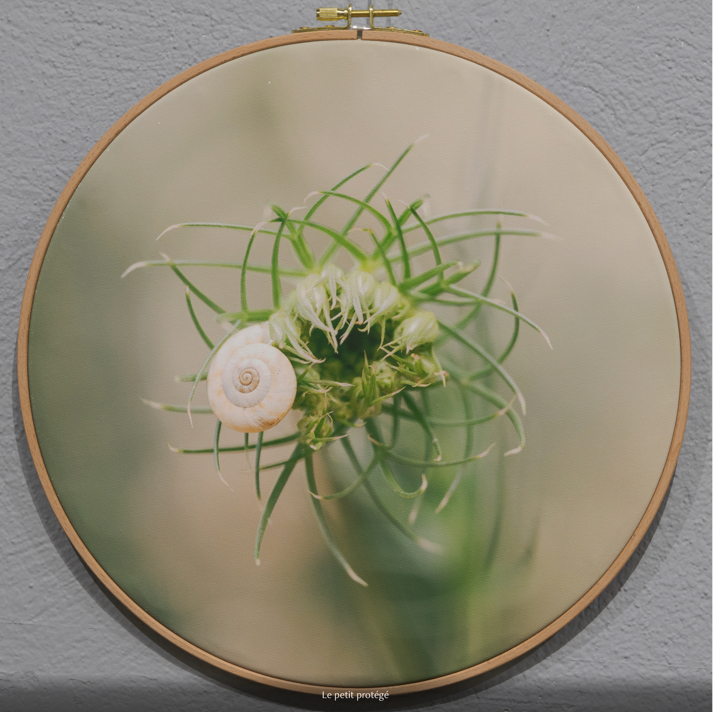 LE PETIT PROTÉGÉ n°2/10 - DIAMETRE 30cm - NISSA