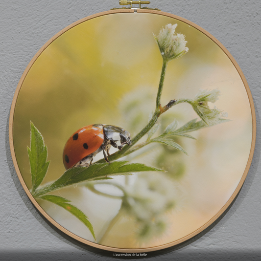 L'ASCENSION DE LA BELLE  n°2/10 - DIAMETRE 30cm - NISSA