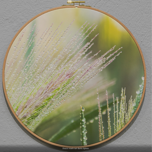 DOUCE ROSÉE SUR DURES ÉPINES  n°3/10 - DIAMETRE 30cm - NISSA