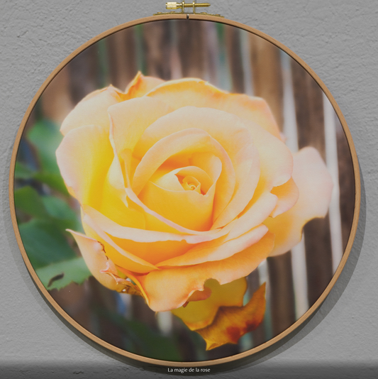 LA MAGIE DE LA ROSE  n°2/10 - DIAMETRE 30cm - NISSA