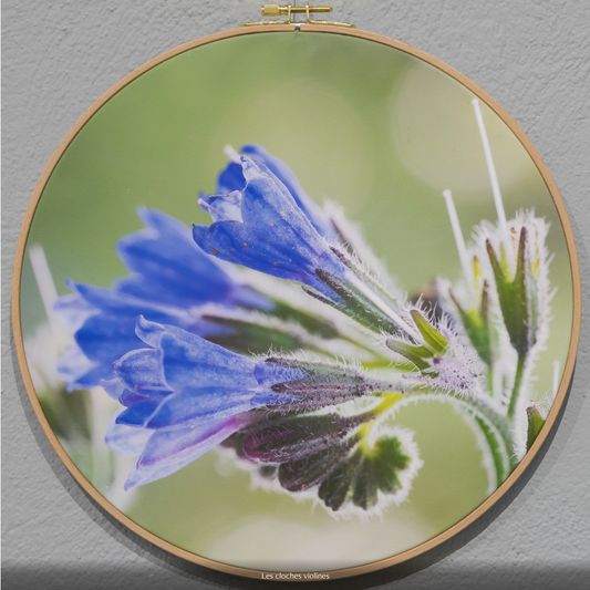 LES CLOCHES VIOLINES  n°1/10 - DIAMETRE 30cm - NISSA