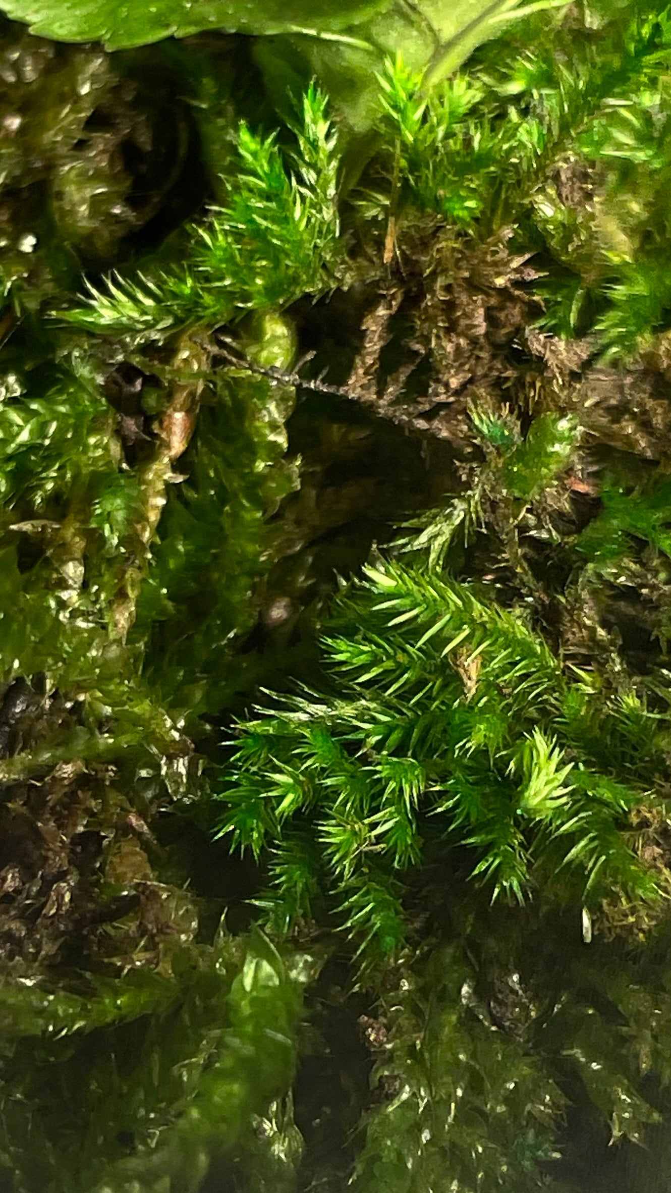 BIOSPHÈRE BIO-ACTIVE "EARTH" - NATUR'D