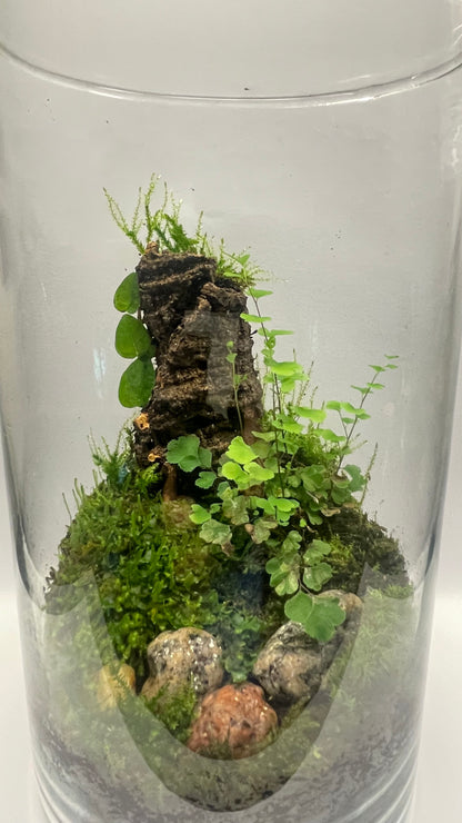 BIOSPHÈRE BIOACTIVE "BRUME VERTE" 12 x 20 cm - NATUR'D