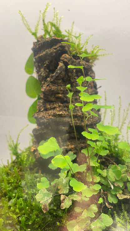 BIOSPHÈRE BIOACTIVE "BRUME VERTE" 12 x 20 cm - NATUR'D