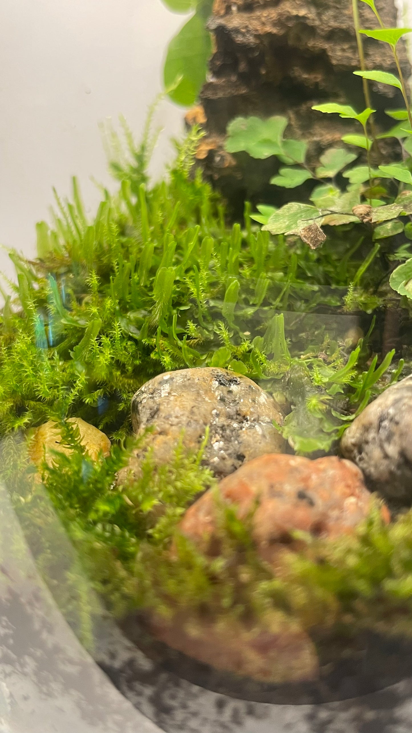 BIOSPHÈRE BIOACTIVE "BRUME VERTE" 12 x 20 cm - NATUR'D