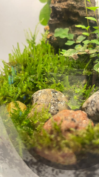 BIOSPHÈRE BIOACTIVE "BRUME VERTE" 12 x 20 cm - NATUR'D