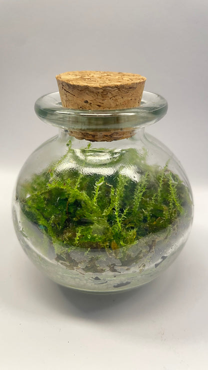 MINI BIOSPHÈRE POTION - 6 x 7cm - NATUR'D