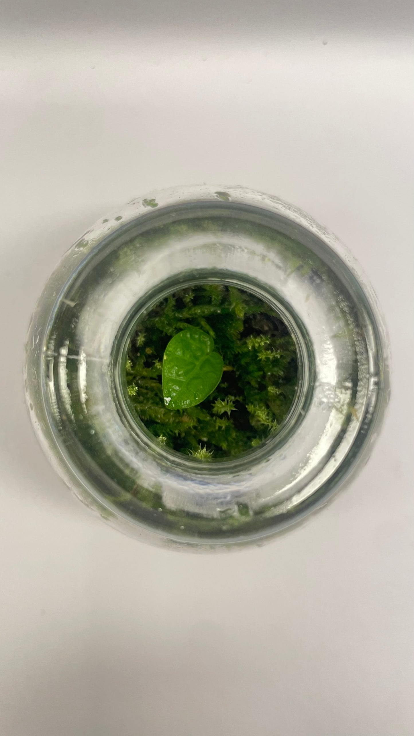 MINI BIOSPHÈRE POTION - 6 x 7cm - NATUR'D