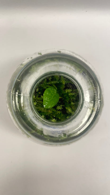 MINI BIOSPHÈRE POTION - 6 x 7cm - NATUR'D