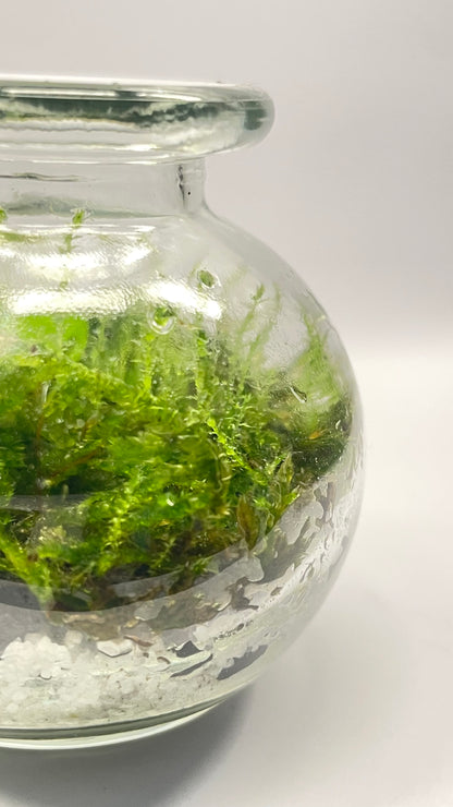 MINI BIOSPHÈRE POTION - 6 x 7cm - NATUR'D