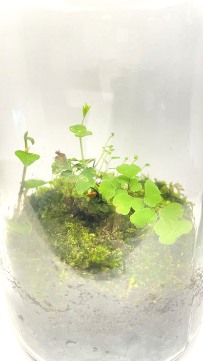 BIOSPHÈRE BIO-ACTIVE POTION 8 cm x 17 cm - NATUR'D