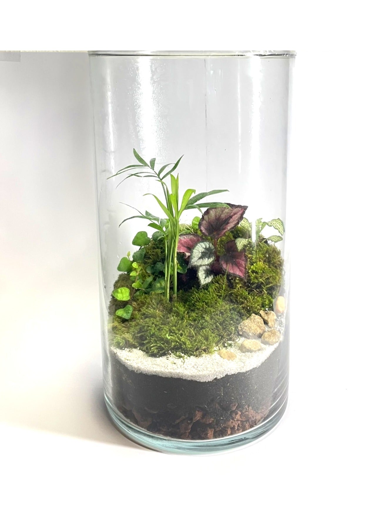 BIOSPHÈRE BIOACTIVE AUTONOME - GRAND MODELE 16 x 29.5cm