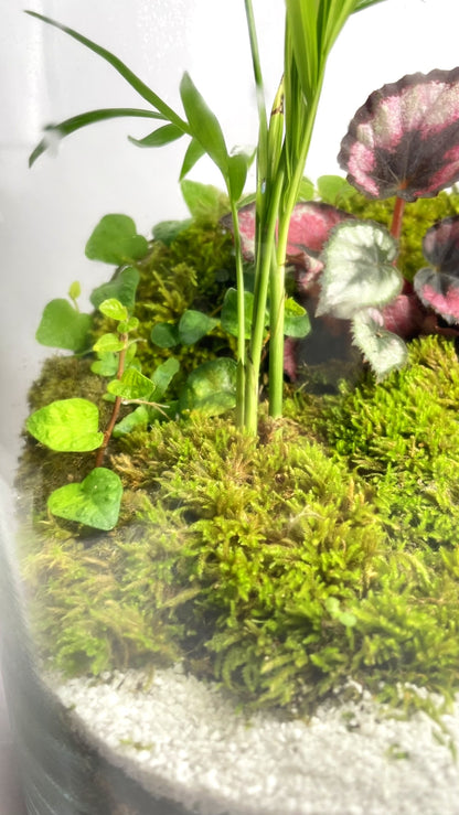 BIOSPHÈRE BIOACTIVE AUTONOME - GRAND MODELE 16 x 29.5cm