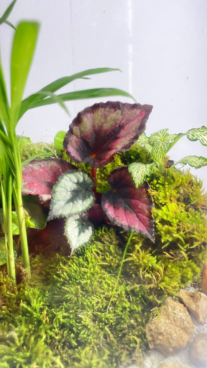 BIOSPHÈRE BIOACTIVE AUTONOME - GRAND MODELE 16 x 29.5cm