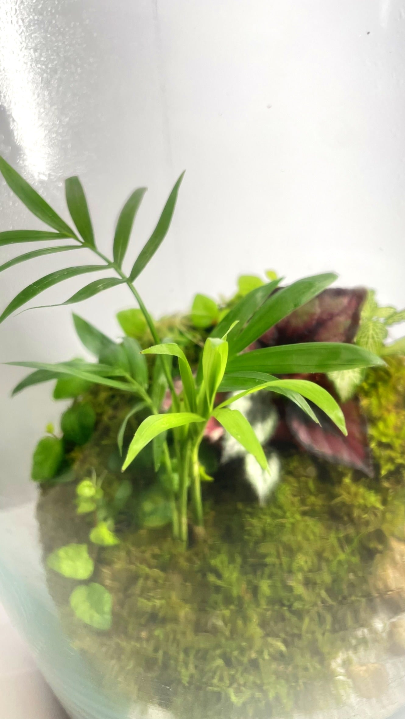 BIOSPHÈRE BIOACTIVE AUTONOME - GRAND MODELE 16 x 29.5cm