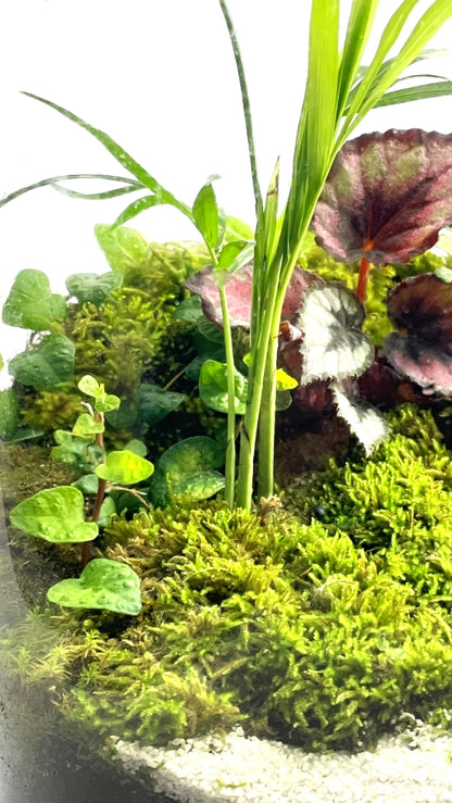 BIOSPHÈRE BIOACTIVE AUTONOME - GRAND MODELE 16 x 29.5cm