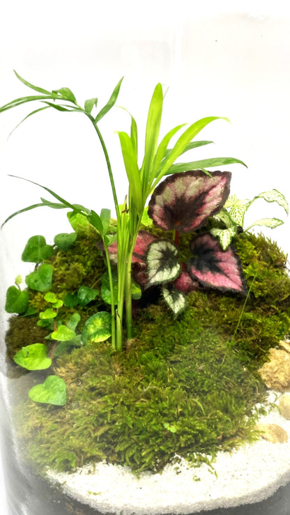BIOSPHÈRE BIOACTIVE AUTONOME - GRAND MODELE 16 x 29.5cm