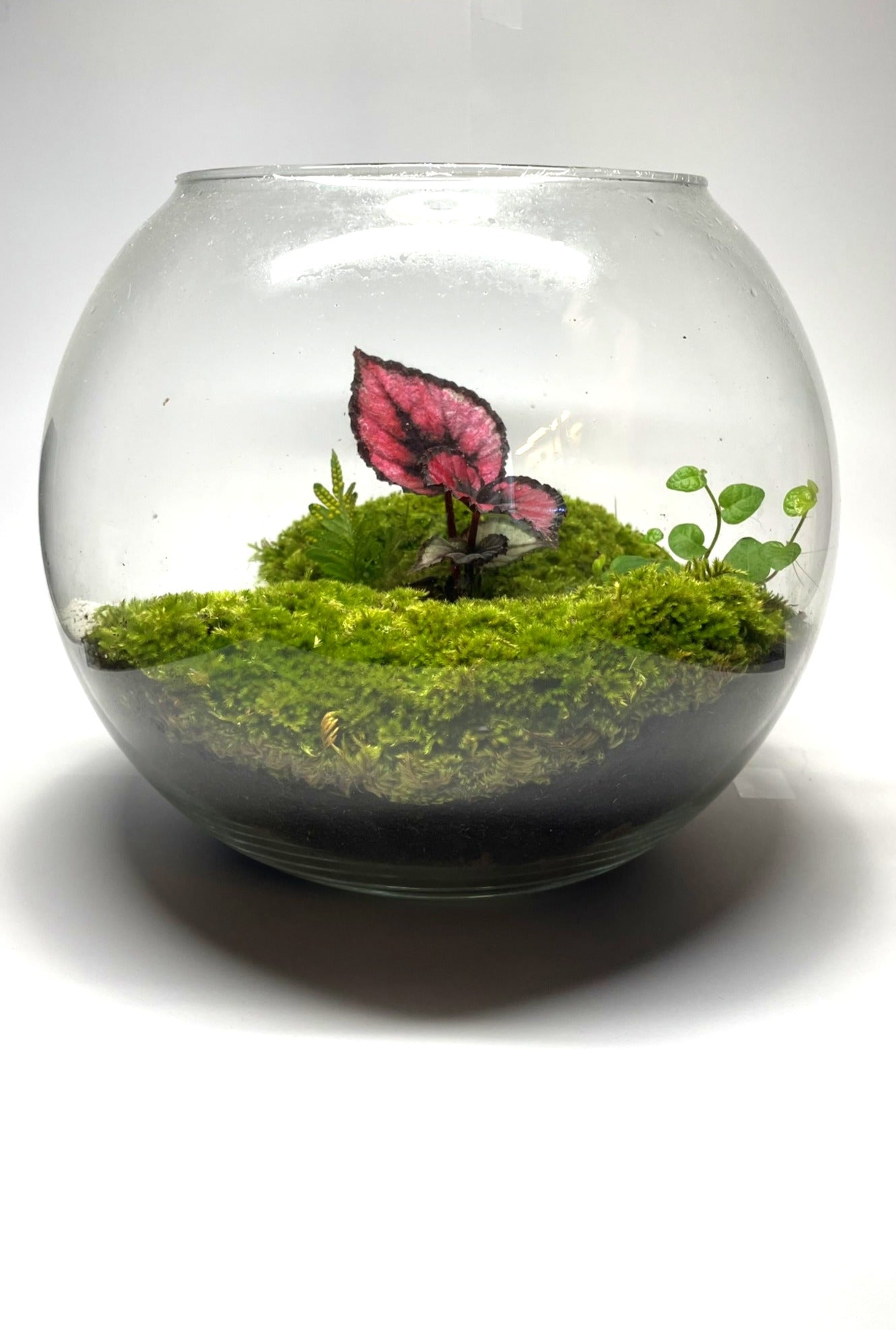 BIOSPHERE BIOACTIVE AUTONOME – GRAND MODELE 21 × 25 cm
