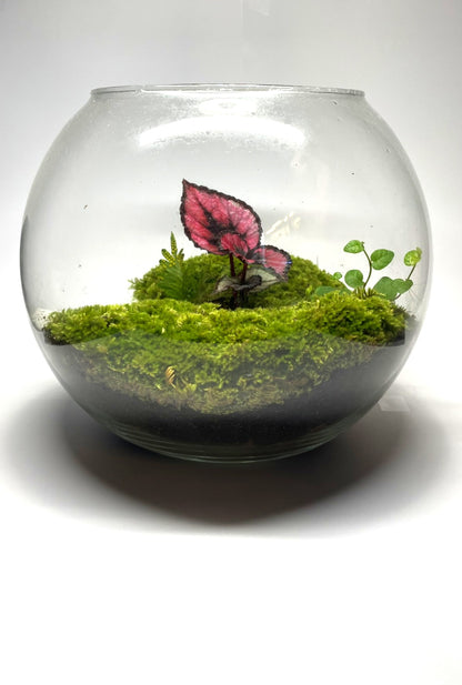 BIOSPHERE BIOACTIVE AUTONOME – GRAND MODELE 21 × 25 cm