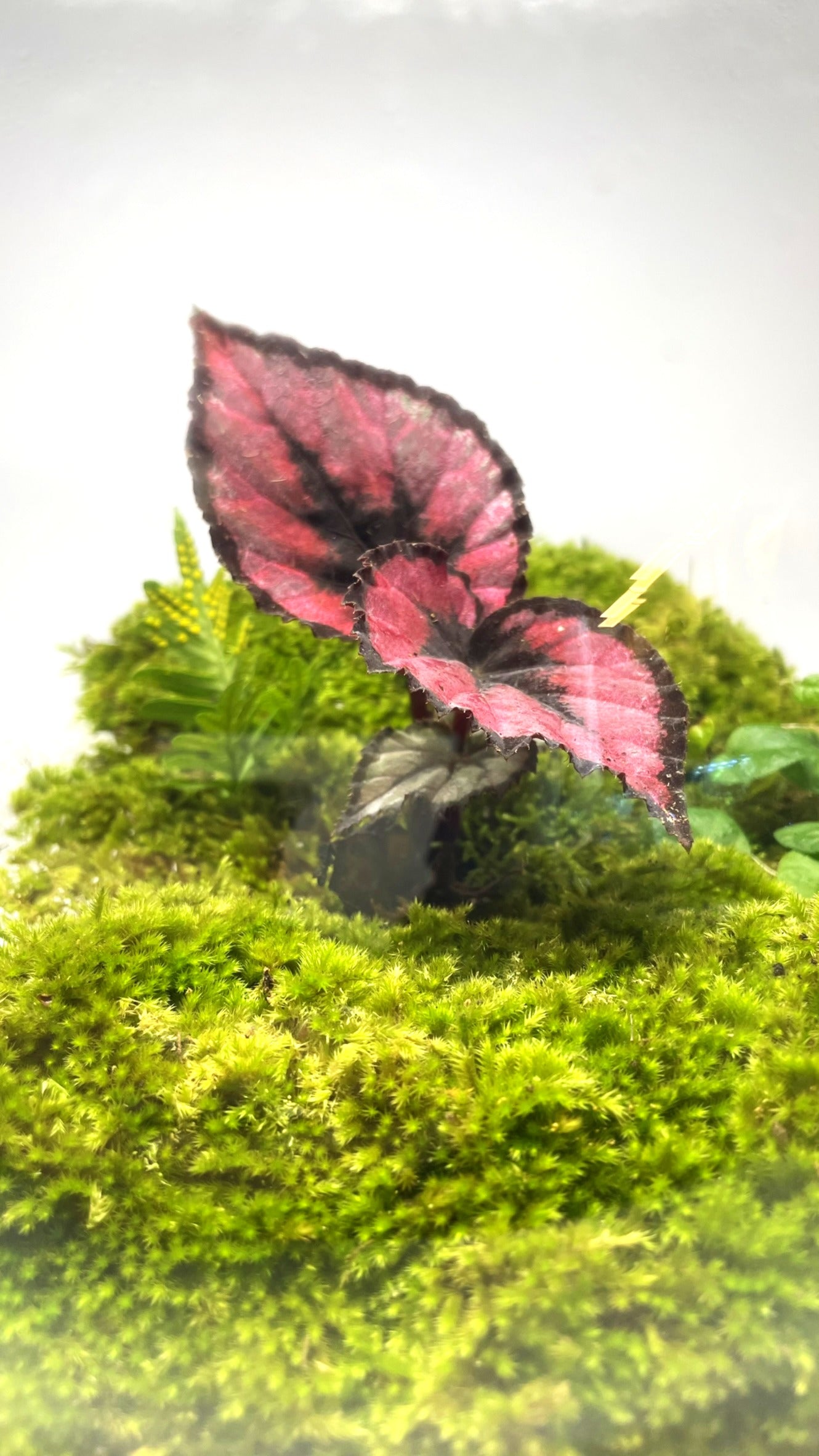 BIOSPHERE BIOACTIVE AUTONOME – GRAND MODELE 21 × 25 cm