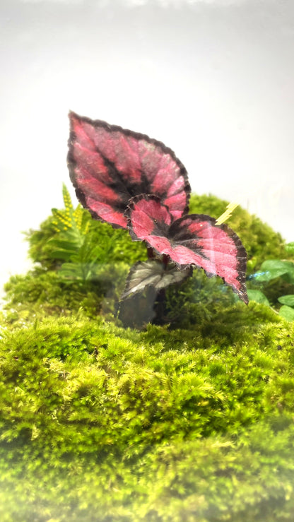 BIOSPHERE BIOACTIVE AUTONOME – GRAND MODELE 21 × 25 cm