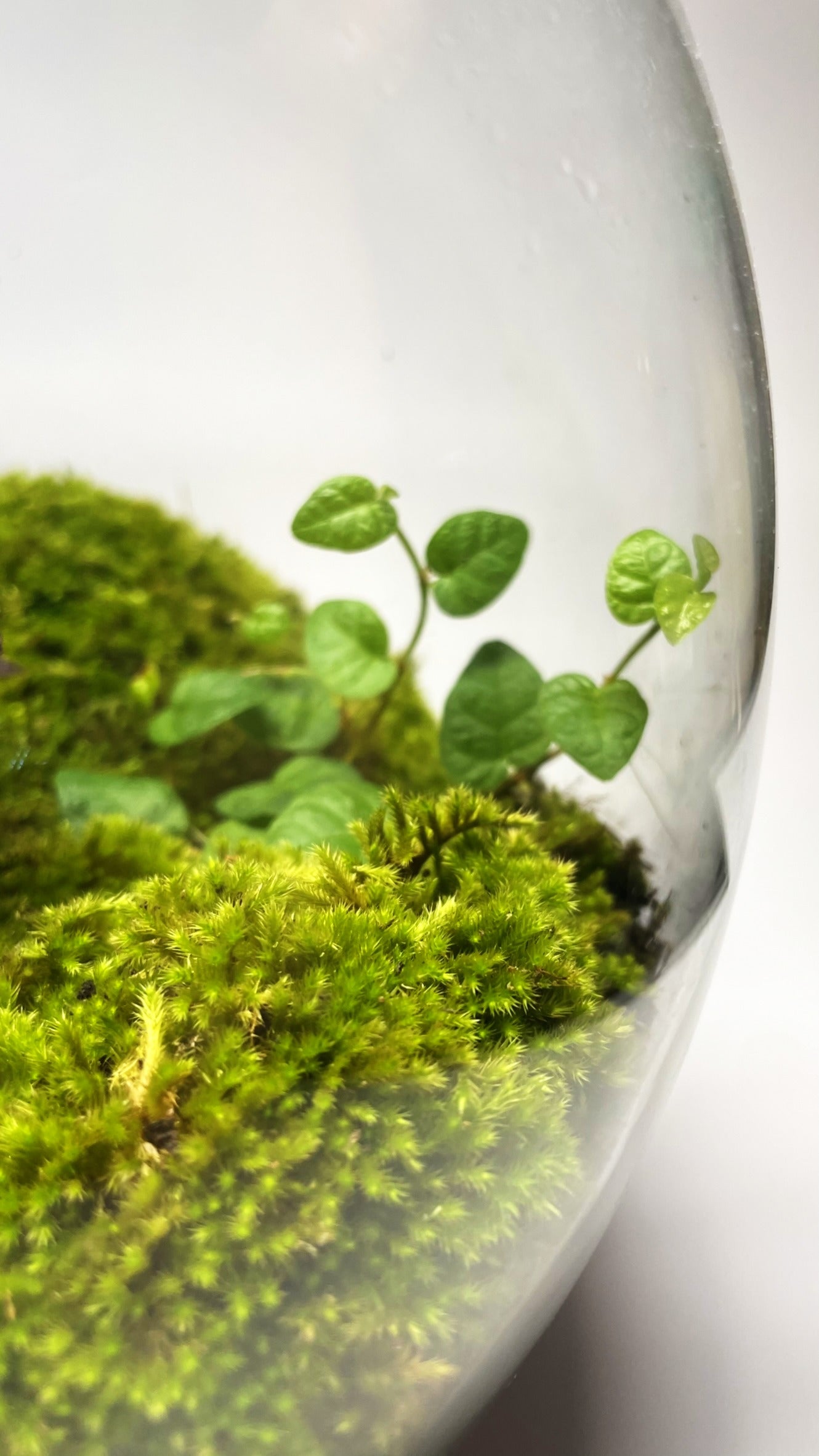BIOSPHERE BIOACTIVE AUTONOME – GRAND MODELE 21 × 25 cm