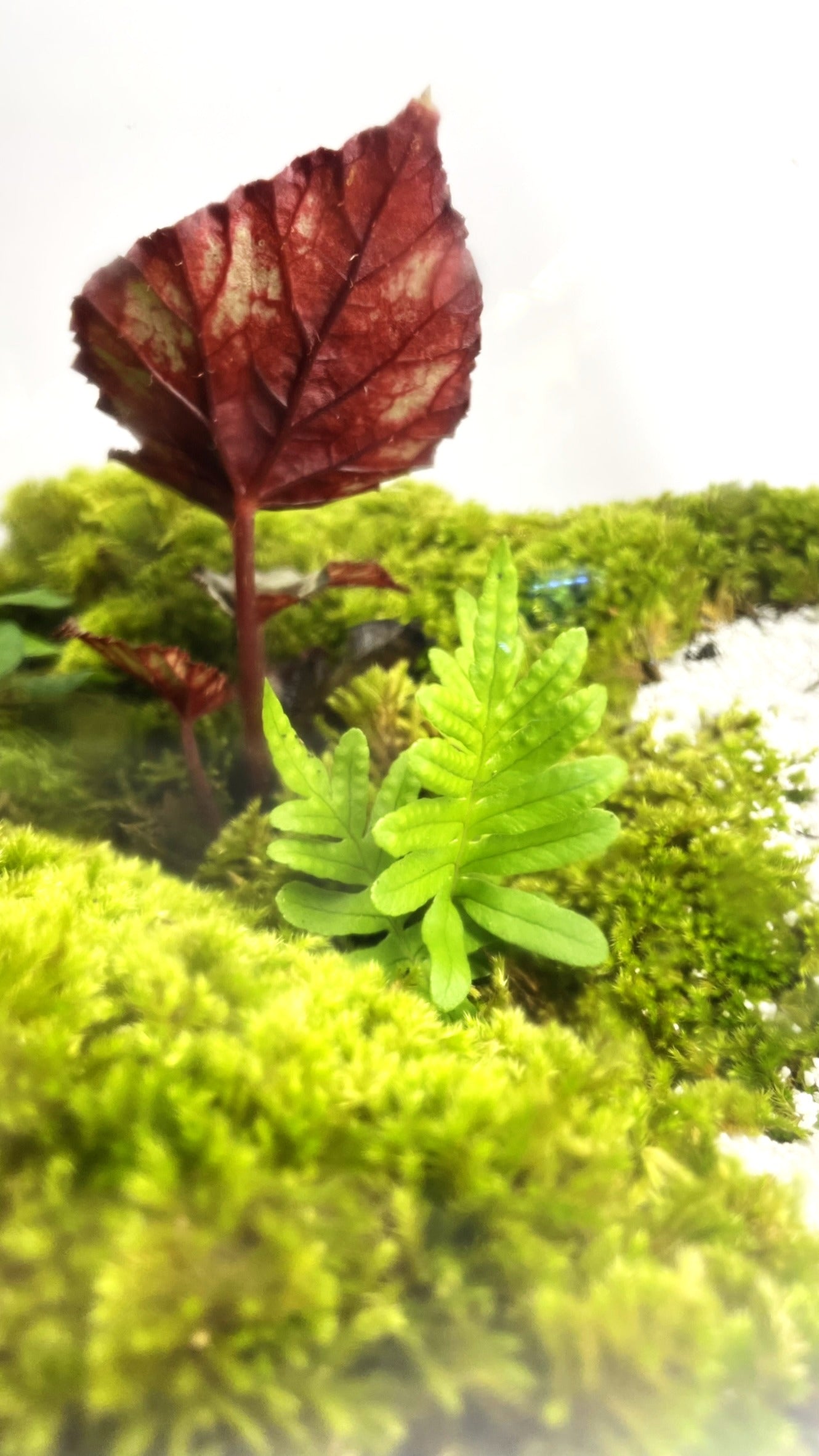 BIOSPHERE BIOACTIVE AUTONOME – GRAND MODELE 21 × 25 cm