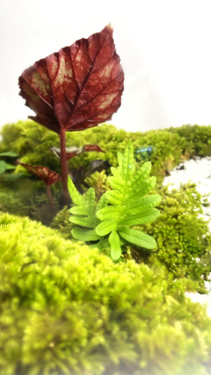 BIOSPHERE BIOACTIVE AUTONOME – GRAND MODELE 21 × 25 cm