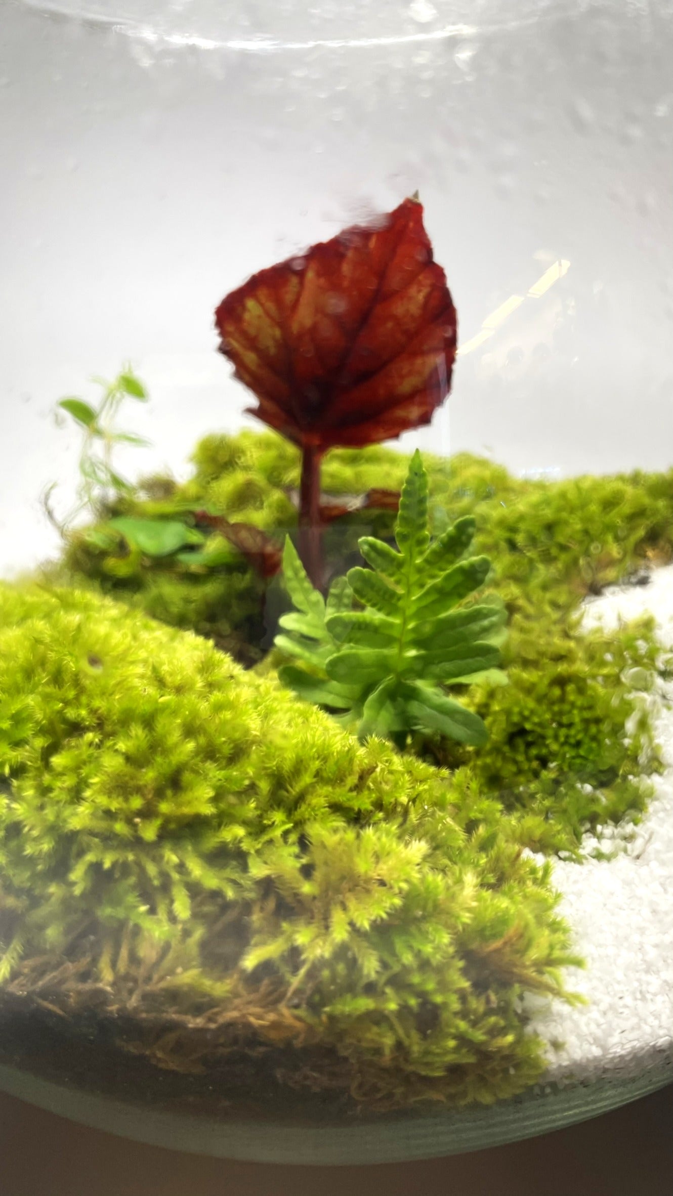 BIOSPHERE BIOACTIVE AUTONOME – GRAND MODELE 21 × 25 cm