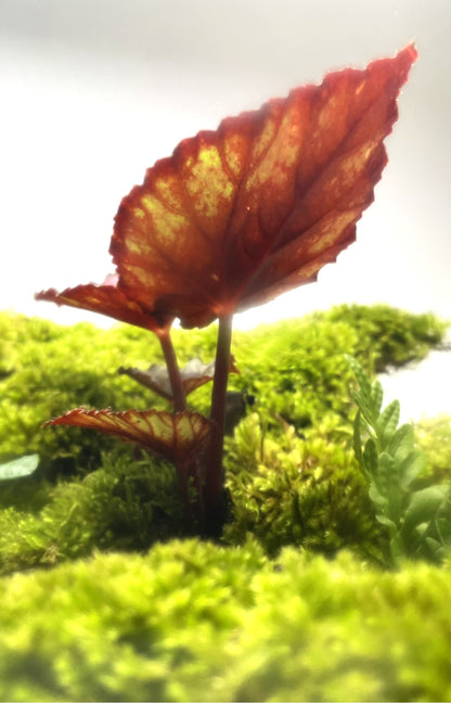 BIOSPHERE BIOACTIVE AUTONOME – GRAND MODELE 21 × 25 cm