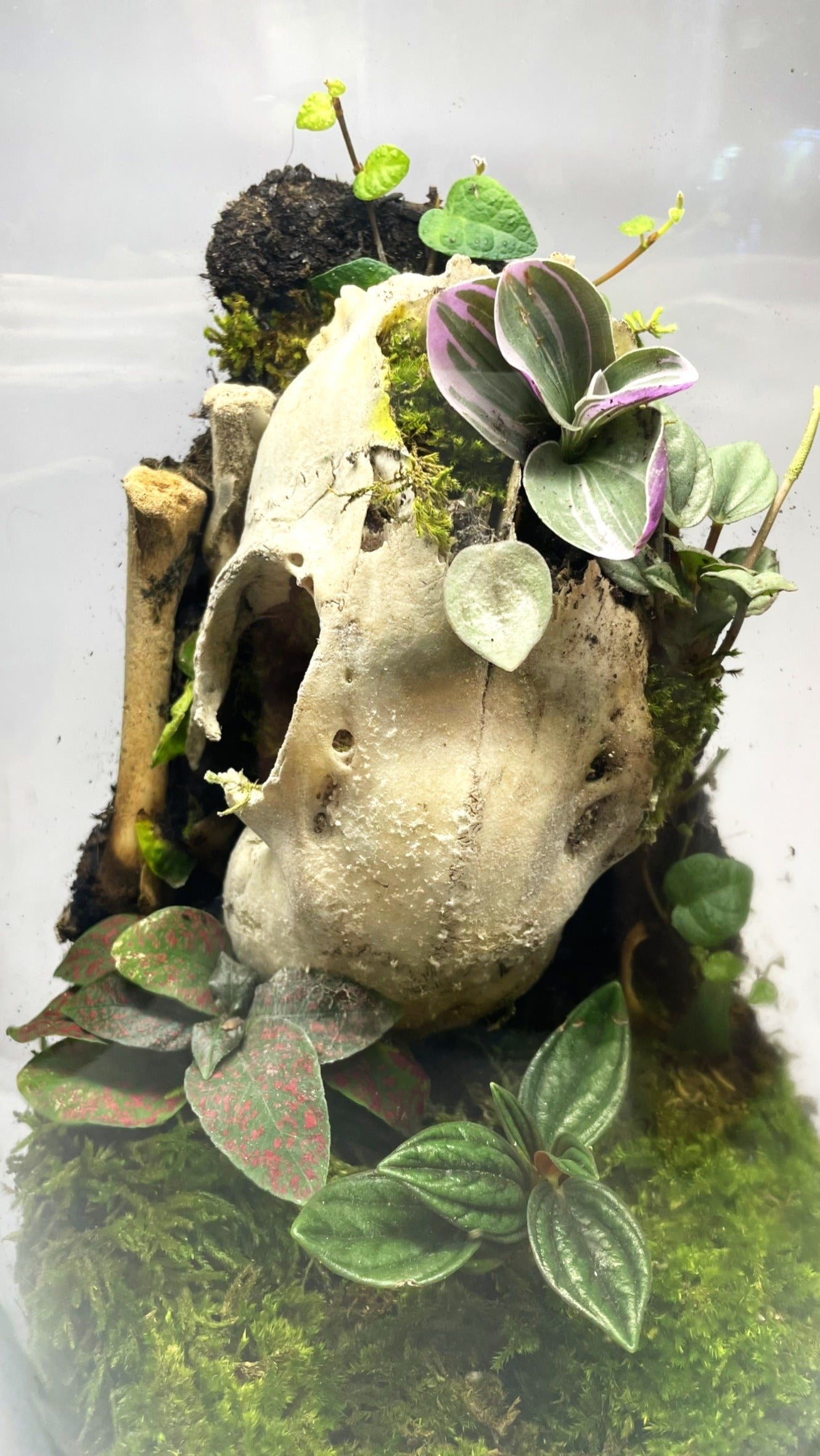 BIOSPHÈRE BIOACTIVE "BONE" - GRAND MODELE 16 X 29.5 cm - NATUR'D