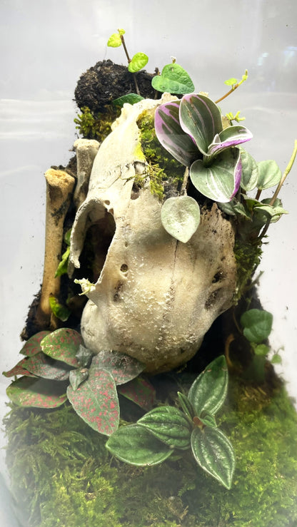 BIOSPHÈRE BIOACTIVE "BONE" - GRAND MODELE 16 X 29.5 cm - NATUR'D