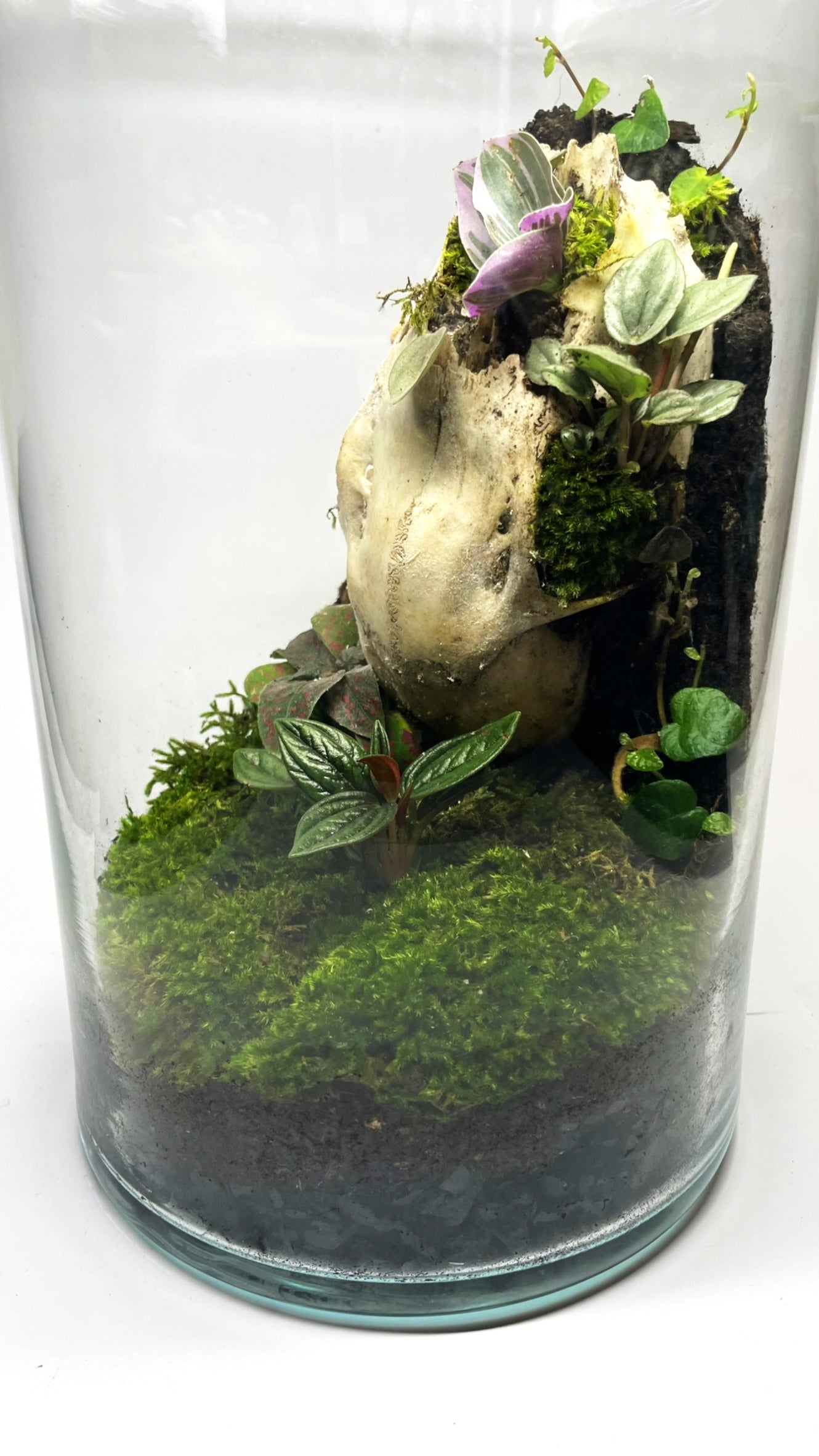 BIOSPHÈRE BIOACTIVE "BONE" - GRAND MODELE 16 X 29.5 cm - NATUR'D