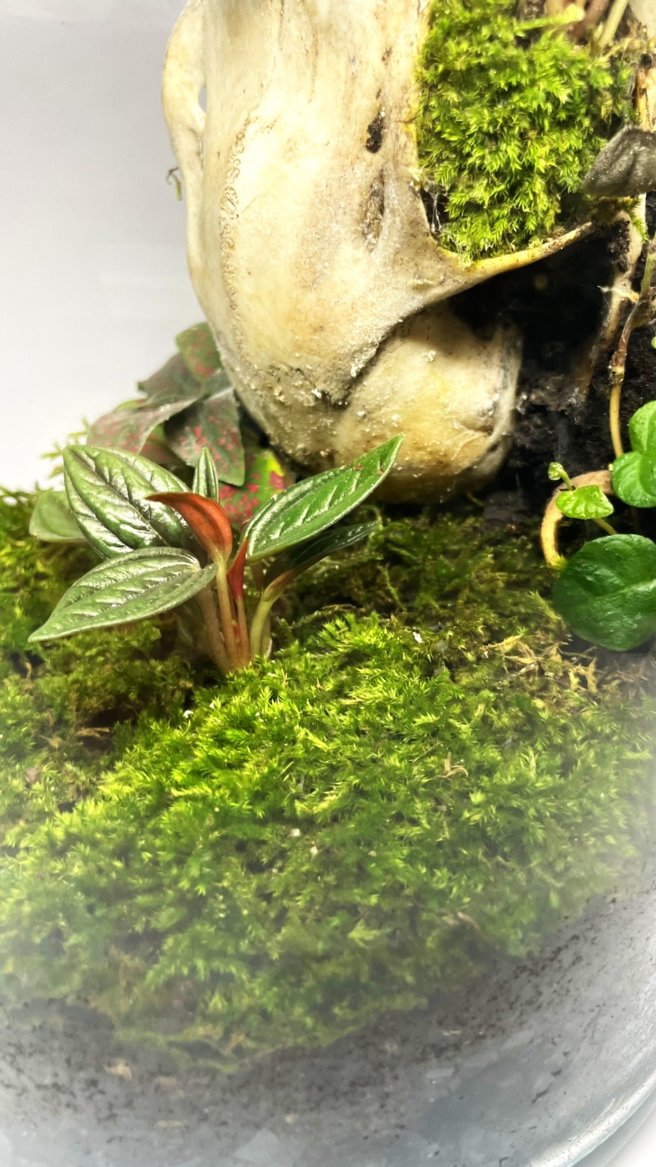 BIOSPHÈRE BIOACTIVE "BONE" - GRAND MODELE 16 X 29.5 cm - NATUR'D